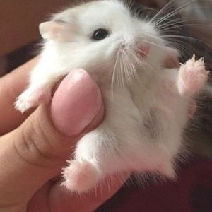 Meet your Posher, Roxana